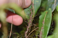 Pleurothallis tryssa