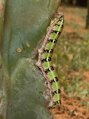 Hyles euphorbiarum