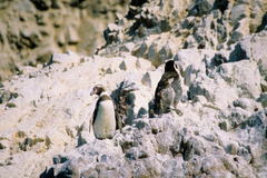 Spheniscus humboldti