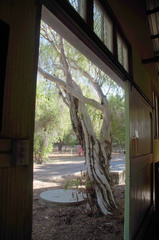 Leptospermum madidum