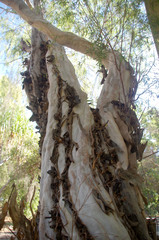 Leptospermum madidum