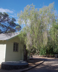 Leptospermum madidum