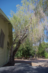 Leptospermum madidum
