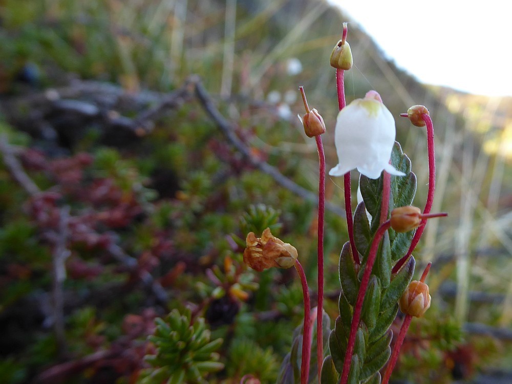 Arctic bell-heather from Qeqqata Kommunia, Grönland on August 22, 2016 ...
