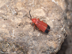 Lycus sanguineus