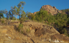 Corymbia clarksoniana