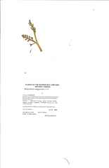 Botrychium minganense