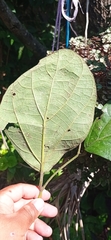 Aristolochia paracleta