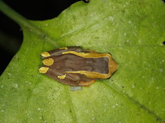 Dendropsophus arndti