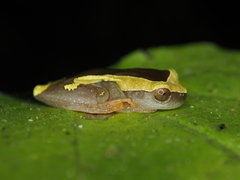 Dendropsophus arndti
