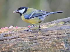 Parus major