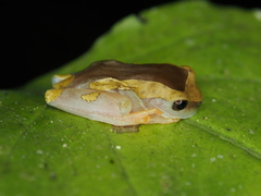 Dendropsophus arndti