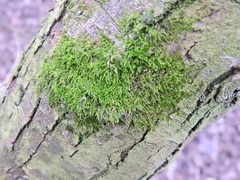 Amblystegium serpens