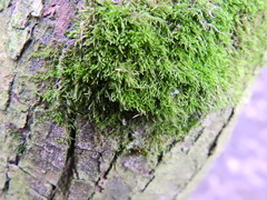 Amblystegium serpens