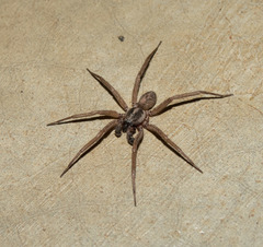 Xeropigo