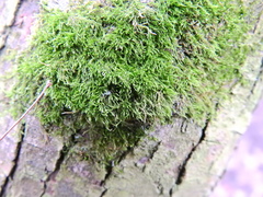 Amblystegium serpens