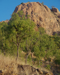 Corymbia clarksoniana