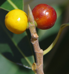 Ficus obliqua
