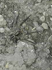 Lycosa erythrognatha