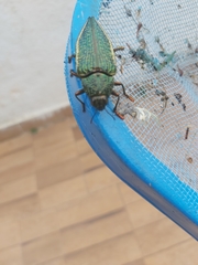 Psiloptera attenuata