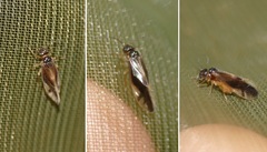 Caecilius fuscopterus