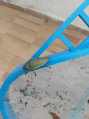 Psiloptera attenuata