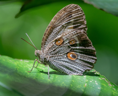 Dasyophthalma creusa