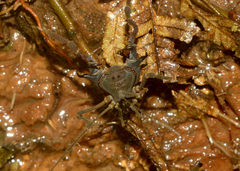 Gonyleptidae