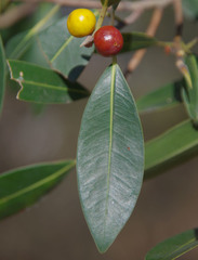 Ficus obliqua