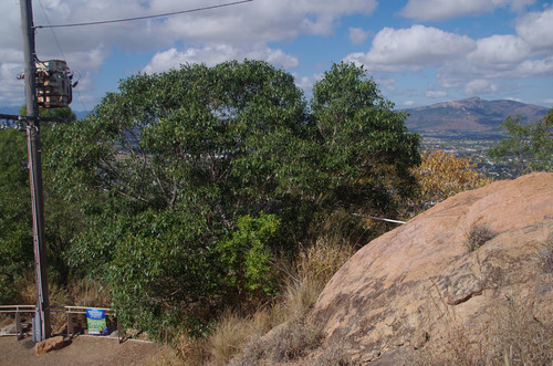 Ficus obliqua