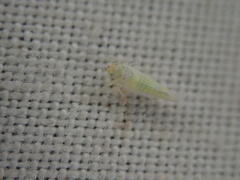 Zygina nivea