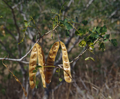 Albizia lebbeck