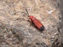 Lycus sanguineus