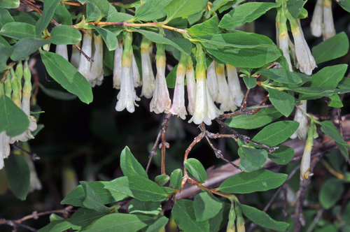 Roundleaf snowberry (Symphoricarpos rotundifolius)