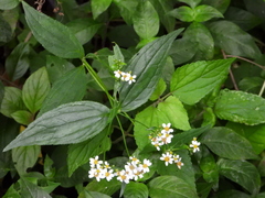 Alloispermum