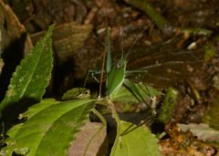 Engonia pistacina