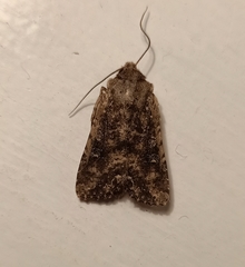 Ichneutica morosa