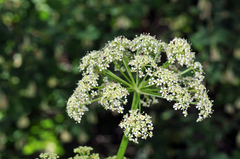 Ligusticum porteri