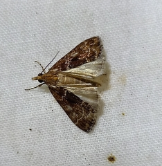 Scoparia animosa