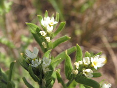 Buglossoides czernjajevii