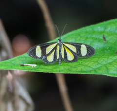 Cyllopoda claudicula