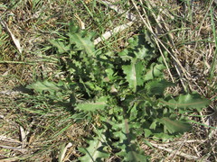 Cirsium alatum