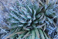 Agave parviflora