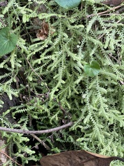 Selaginella ludoviciana