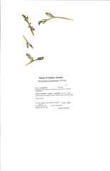 Botrychium spathulatum