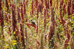 Zonotrichia capensis