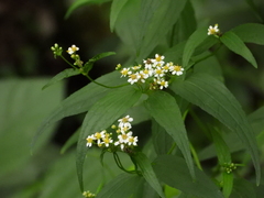 Alloispermum