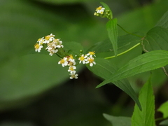 Alloispermum