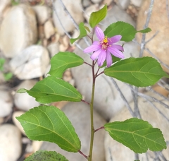 Grewia occidentalis occidentalis