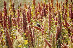 Zonotrichia capensis